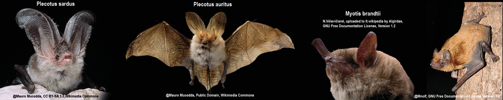 Bechsteinfledermaus (Myotis bechsteinii), Braunes Langohr (Plecotus auritus), Graues Langohr (Plecotus austriacus), Großer Abendsegler (Nyctalus noctula), Kleiner Abendsegler (Nyctalus leisleri), Rauhautfledermaus (Pipistrellus nathusii), Zwergfledermaus (Pipistrellus pipistrellus), Breitflügelfledermaus (Eptesicus serotinus), Große Bartfledermaus (Myotis brandtii), Große Hufeisennase (Rhinolophus ferrumequinum), Großes Mausohr (Myotis myotis), Kleine Bartfledermaus (Myotis mystacinus), Kleine Hufeisennase (Rhinolophus hipposideros), Mopsfledermaus (Barbastella barbastellus), Mückenfledermaus (Pipistrellus pygmaeus), Nordfledermaus (Eptesicus nilssoni), Nymphenfledermaus (Myotis alcathoe), Teichfledermaus (Myotis dasycneme), Wasserfledermaus (Myotis daubentonii), Wimperfledermaus (Myotis emarginatus), Zweifarbfledermaus (Vespertilio murinus) Bechsteinfledermaus (Myotis bechsteinii), Braunes Langohr (Plecotus auritus), Graues Langohr (Plecotus austriacus), Großer Abendsegler (Nyctalus noctula), Kleiner Abendsegler (Nyctalus leisleri), Rauhautfledermaus (Pipistrellus nathusii), Zwergfledermaus (Pipistrellus pipistrellus), Breitflügelfledermaus (Eptesicus serotinus), Große Bartfledermaus (Myotis brandtii), Große Hufeisennase (Rhinolophus ferrumequinum), Großes Mausohr (Myotis myotis), Kleine Bartfledermaus (Myotis mystacinus), Kleine Hufeisennase (Rhinolophus hipposideros), Mopsfledermaus (Barbastella barbastellus), Mückenfledermaus (Pipistrellus pygmaeus), Nordfledermaus (Eptesicus nilssoni), Nymphenfledermaus (Myotis alcathoe), Teichfledermaus (Myotis dasycneme), Wasserfledermaus (Myotis daubentonii), Wimperfledermaus (Myotis emarginatus), Zweifarbfledermaus (Vespertilio murinus)